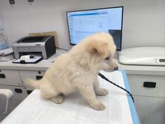 -博特宠物医院24h犬猫全科.骨科·异宠