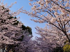 -高东镇樱花园