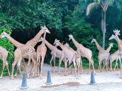 -广州长隆野生动物世界