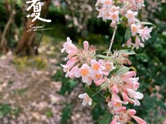 -国家植物园