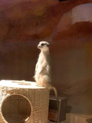 -酷嗒动物文化乐园(cutezoo西溪乐天城店)