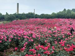 -都江堰玫瑰花溪谷