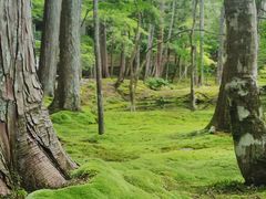 -西芳寺(苔寺)