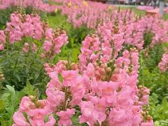 -春花秋色城市公园