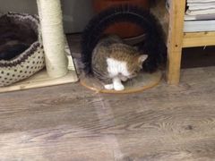 -小时光咖啡馆(开森度假森林店)