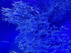 -海合安武汉极地海洋公园