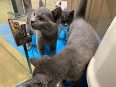 -藏猫猫咖啡主题馆(中央大道店)