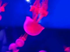 -西安曲江海洋极地公园