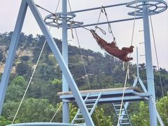 -西霞口神雕山野生动物世界