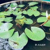 雨后～如新