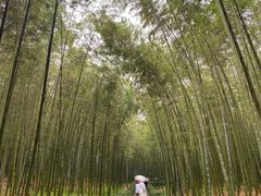 -大奇山国家森林公园