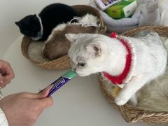 -怪兽屋·羊驼·猫咖·狗咖(俊华广场店)