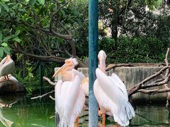 -灵玲国际马戏城