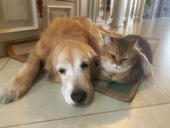 -北京博爱动物医院有限公司