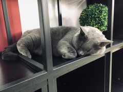 -喵百万·布偶·蓝金金渐层英短·猫舍(百子湾店)