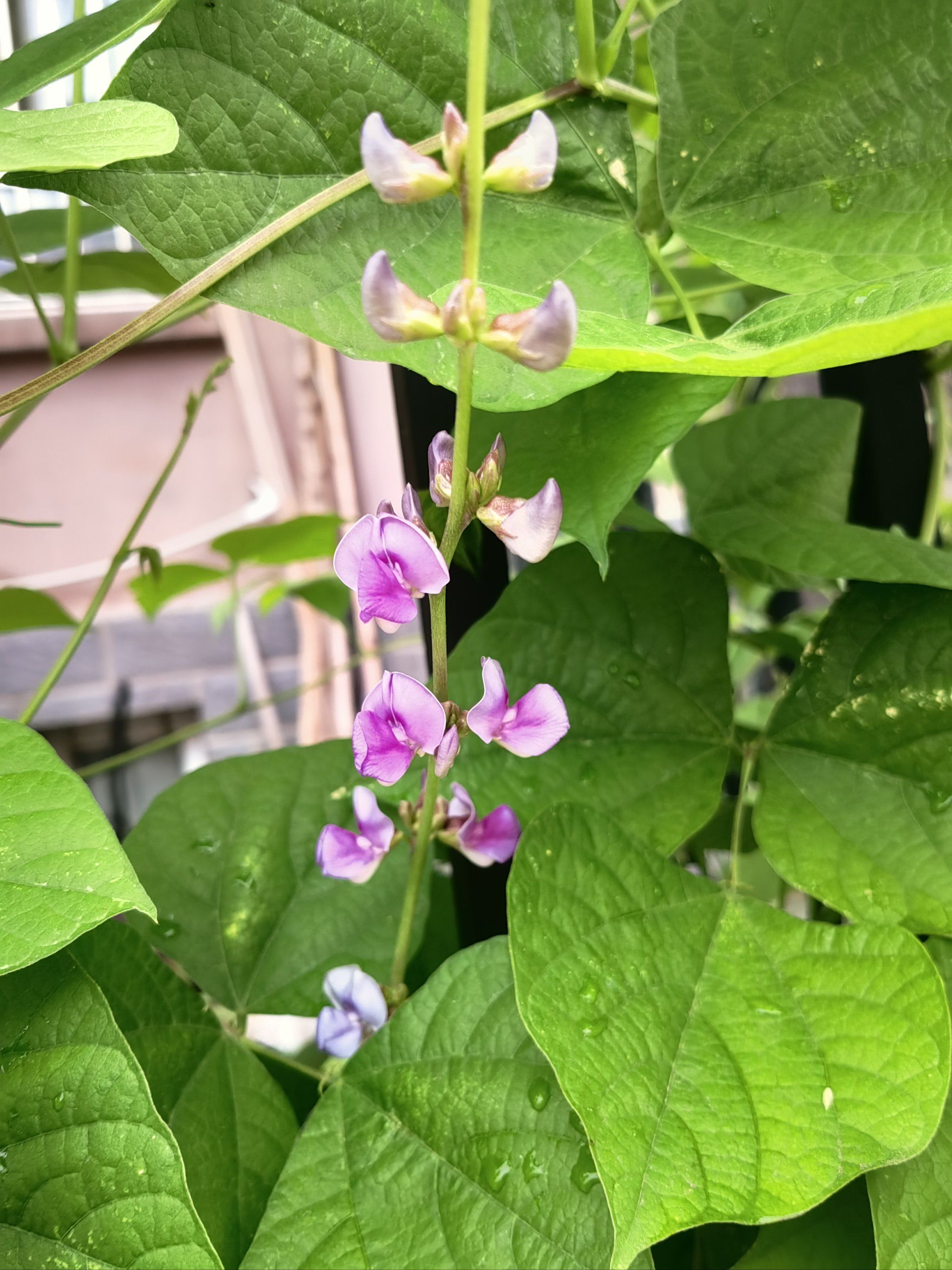 猜猜什么蔬菜的花哈