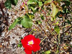 -墨尔本皇家植物园