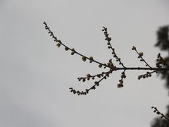 -赵记煎饼卷大葱(东岳店)
