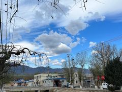 -苏家坨柳林村二月兰花海