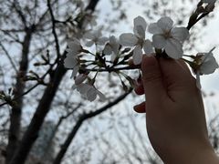 -西北湖绿化广场