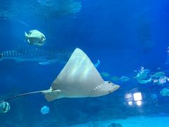 -烟台海昌鲸鲨海洋公园