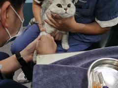 -伟伟宠物医院·CT影像中心·瑞派犬猫综合性门诊(汉口总院)