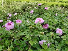 -洛阳市隋唐城遗址植物园