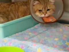 -艾吉宠物医院·疑难杂症转诊中心·猫友好(碧江路院)