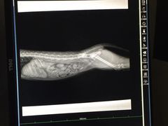 -安安宠物医院(情缘分院)