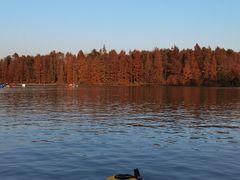 -上海海湾国家森林公园