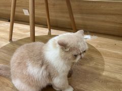 -滚猫咖啡·猫咖·猫友好撸猫(未来城店)