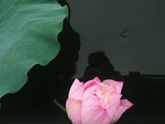 -荷塘月色湿地公园·向阳花洲