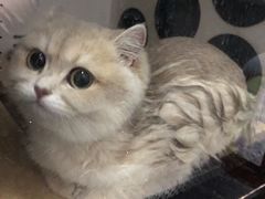 -东方名猫馆·英短金渐层布偶猫舍(环线广场1号楼店)