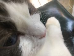 -喵喵咪呀布偶猫咖(春熙路店)
