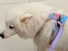 -美联众合动物医院·24h京西诊疗中心