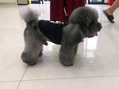 -安安宠物医院(情缘分院)