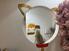-柴迷FANS CLUB·柴犬狗咖·猫咖