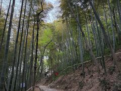 -上海佘山国家森林公园天马山园