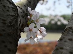 -高东镇樱花园