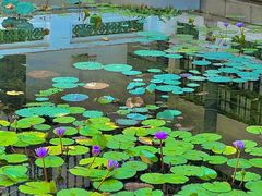 -长洲岛