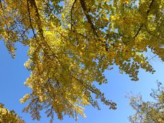 -三里屯东五街银杏大道