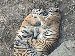 -大连森林动物园