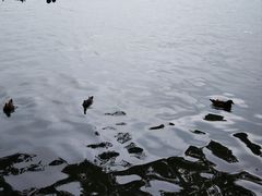 -湖畔居茶楼(湖滨店)