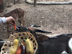 -清迈夜间动物园