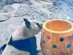 -石家庄市动物园