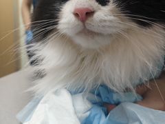 -爱佳宠物中心医院24H·CT·骨外科·猫专科(瑶海万达店)