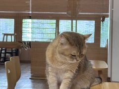 -柴迷FANS CLUB·柴犬狗咖·猫咖