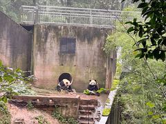 -中国大熊猫保护研究中心雅安碧峰峡基地