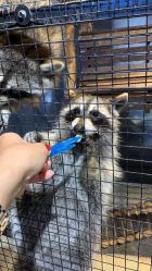 点击看大图 -酷嗒动物文化乐园(cutezoo西溪乐天城店)