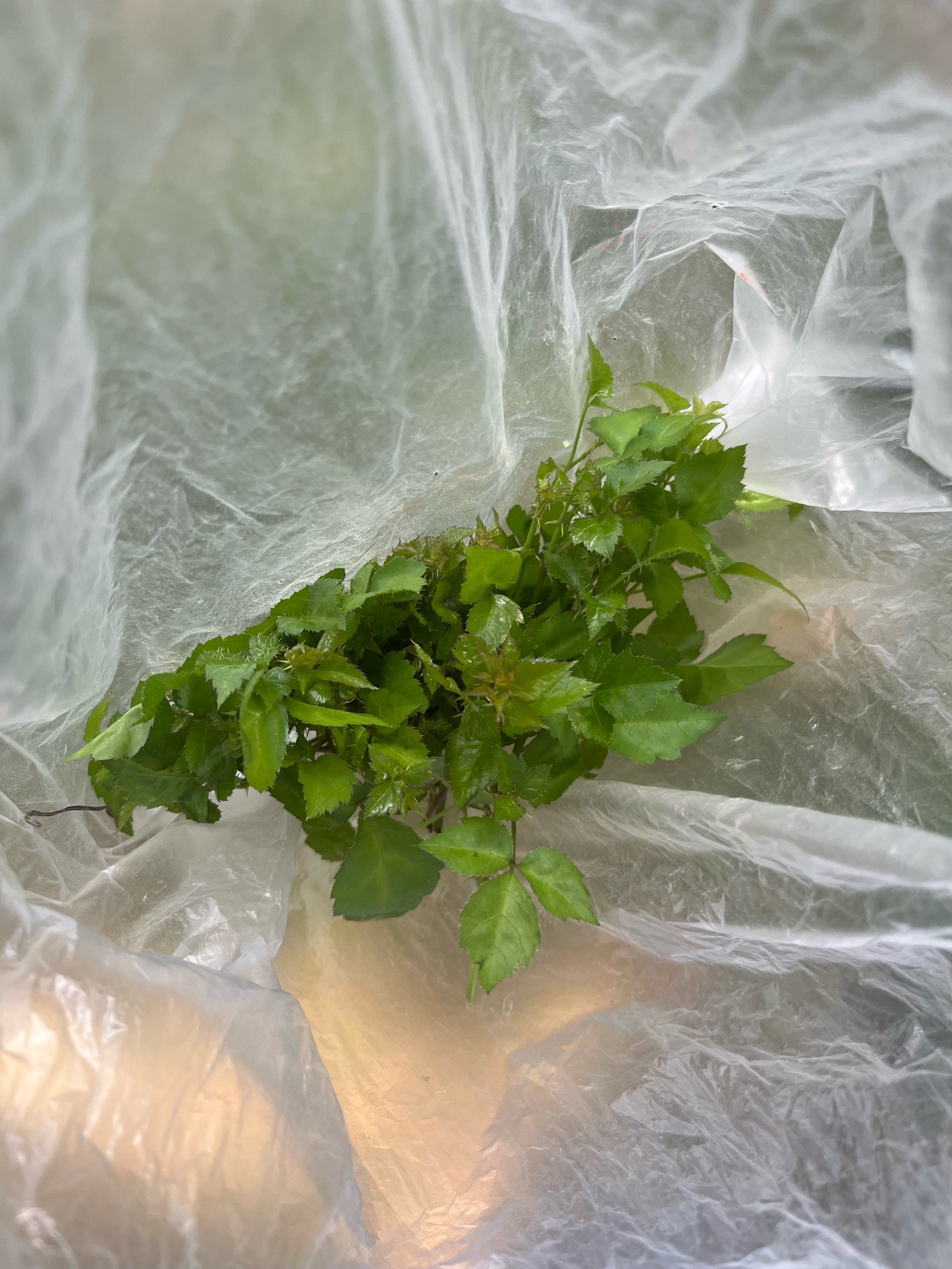 苦刺|大自然的滋味